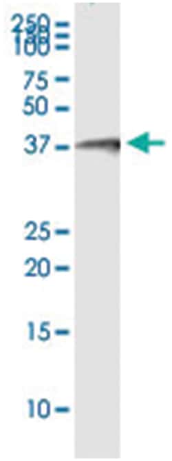 anti-DUSP12, Human, IP-WB Antibody Pair, Abnova 1 Set:Antibodies, Monoclonal/Polyclonal