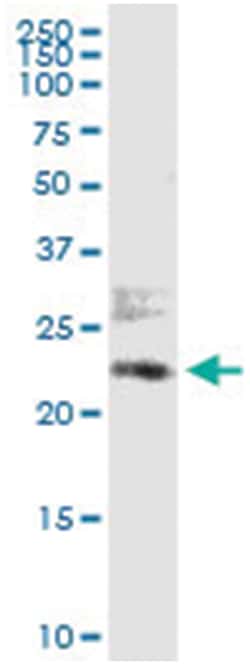 anti-ATF6, Human, IP-WB Antibody Pair, Abnova™