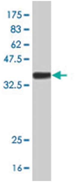 PAXIP1, Mouse, Polyclonal Antibody, Abnova 50&mu;L; Unlabeled:Antibodies,