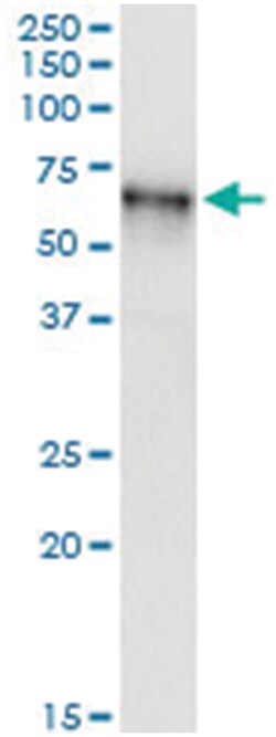 anti-TNIK, Human, IP-WB Antibody Pair, Abnova 1 Set:Antibodies, Monoclonal/Polyclonal