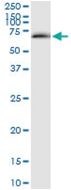anti-CDC2L6, Human, IP-WB Antibody Pair, Abnova&trade;
