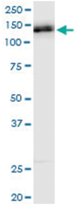 anti-EPB41L3, Human, IP-WB Antibody Pair, Abnova&trade;