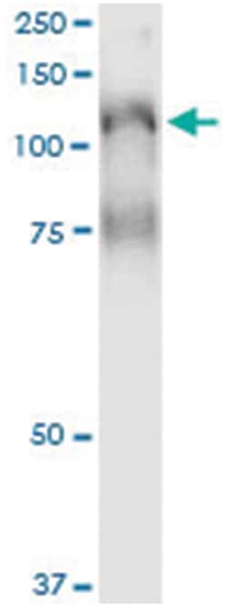 anti-PLCL2, Human, IP-WB Antibody Pair, Abnova&trade;