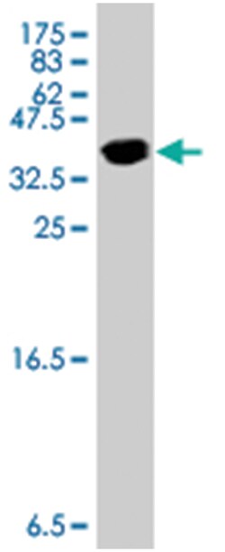 SNAPAP, Mouse, Polyclonal Antibody, Abnova 50&mu;L; Unlabeled:Antibodies,
