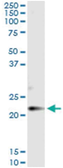 CLDN14, Human, IP-WB Antibody Pair (PW1), Abnova&trade;