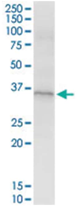 anti-ZNF346, Human, IP-WB Antibody Pair, Abnova&trade;
