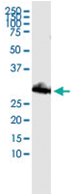 ORC6L, Human, IP-WB Antibody Pair (PW4), Abnova&trade;