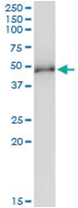 anti-MKRN2, Human, IP-WB Antibody Pair, Abnova&trade;