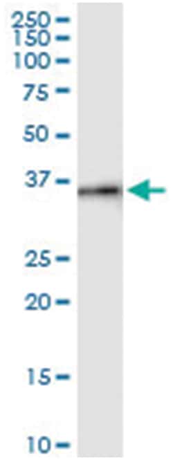 anti-HSPBP1, Human, IP-WB Antibody Pair, Abnova™