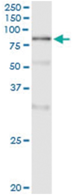 POLA2, Human, IP-WB Antibody Pair (PW2), Abnova 1 Set:Antibodies, Monoclonal/Polyclonal
