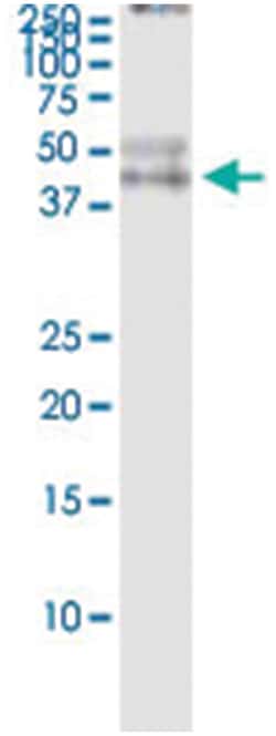 anti-PVRL3, Human, IP-WB Antibody Pair, Abnova&trade;