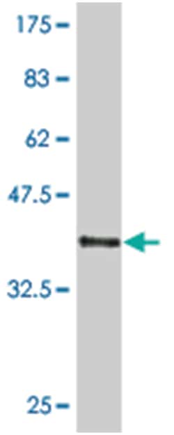 HEYL, Mouse, Clone: 3H8, Abnova 100&mu;g; Unlabeled:Antibodies, Monoclonal