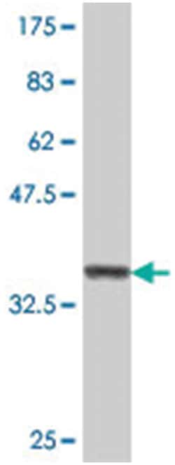 STK23, Mouse, Polyclonal Antibody, Abnova 50&mu;L; Unlabeled:Antibodies,