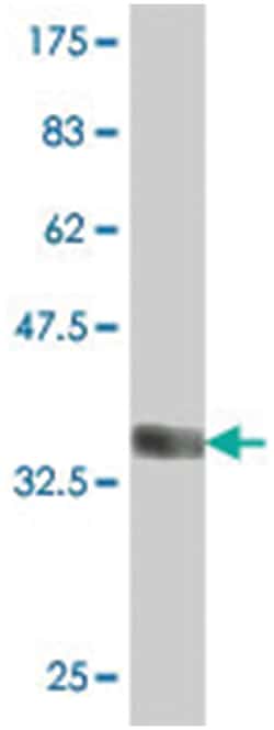 DAPP1, Mouse, Polyclonal Antibody, Abnova 50&mu;L; Unlabeled:Antibodies,