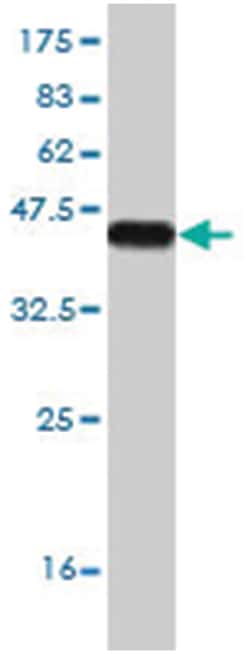 RNA binding motif, single stranded interacting protein, Mouse, Clone: 3B11,