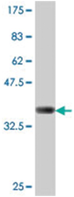 cadherin 19, type 2, Mouse, Polyclonal Antibody, Abnova 50 &mu;L | Buy Online | Abnova Corporation | Fisher Scientific