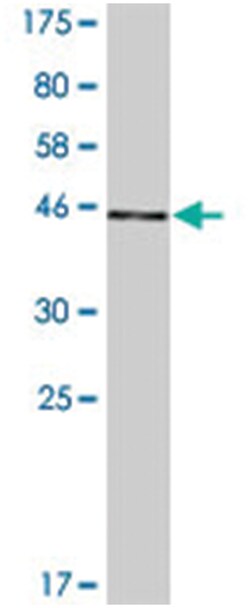 MCTS1, Mouse, Clone: 1G1-2A2, Abnova 200&mu;L; Unlabeled:Antibodies, Monoclonal