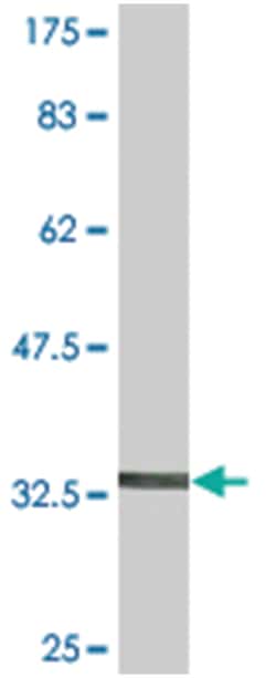 protocadherin beta 1, Mouse, Clone: 1H4, Abnova 200&mu;L; Unlabeled:Antibodies,