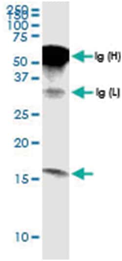 anti-G0S2, Human, IP-WB Antibody Pair, Abnova™