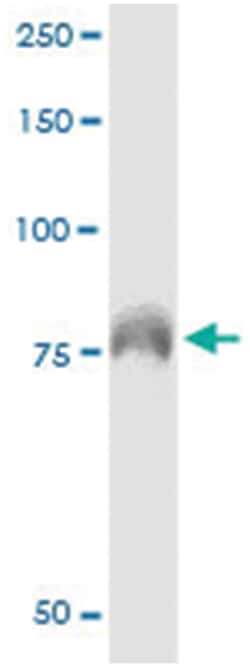 anti-DEF6, Human, IP-WB Antibody Pair, Abnova&trade;