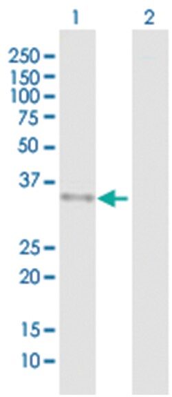 ARHGEF3 293T Cell Overexpression Lysate (Denatured), Abnova
