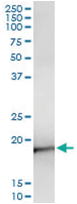 NEUROG3, Human, IP-WB Antibody Pair (PW2), Abnova&trade;