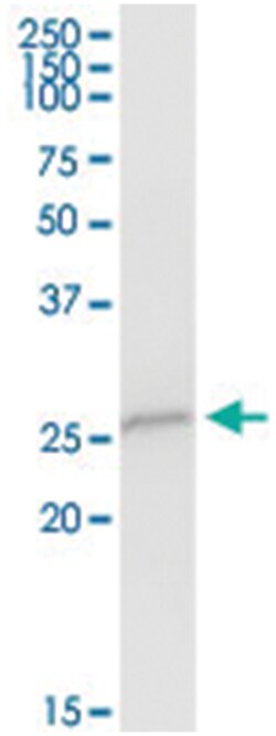 anti-EGFL7, Human, IP-WB Antibody Pair, Abnova™