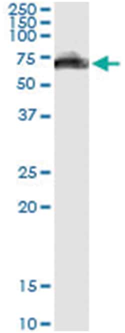 anti-GOLM1, Human, IP-WB Antibody Pair, Abnova&trade;