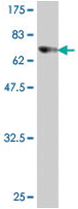 POLK, Mouse, Polyclonal Antibody, Abnova 50 &mu;L | Buy Online | Abnova Corporation | Fisher Scientific
