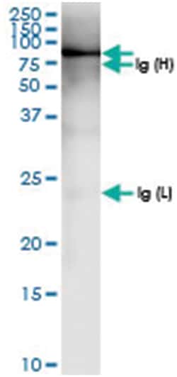 SNX9, Human, IP-WB Antibody Pair (PW1), Abnova&trade;