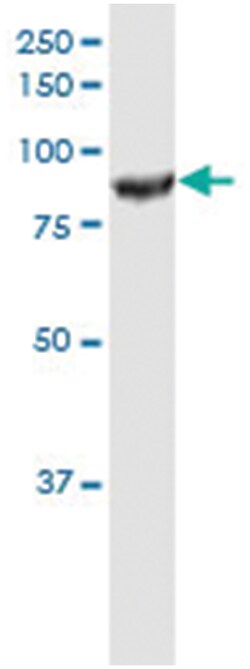 anti-ANAPC5, Human, IP-WB Antibody Pair, Abnova&trade;