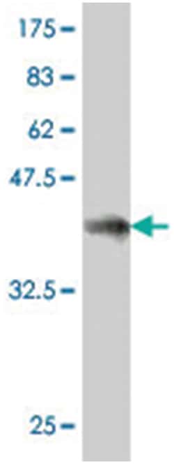 GULP1, Mouse, Polyclonal Antibody, Abnova 50&mu;L; Unlabeled:Antibodies,