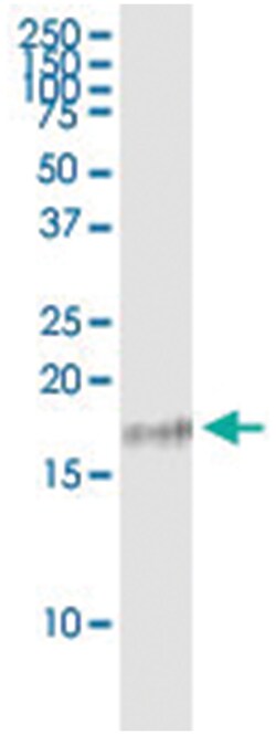 anti-IL23A, Human, IP-WB Antibody Pair, Abnova 1 Set:Antibodies, Monoclonal/Polyclonal