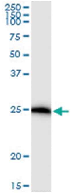 anti-IL17D, Human, IP-WB Antibody Pair, Abnova&trade;