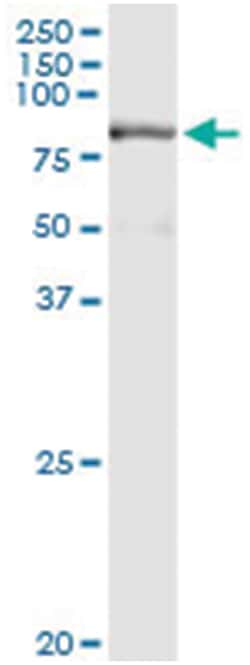 anti-PRMT7, Human, IP-WB Antibody Pair, Abnova&trade;