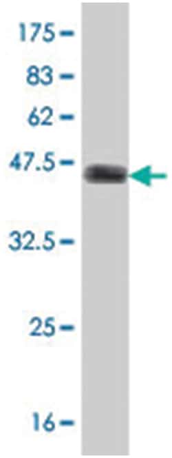 EPS8L1, Mouse, Polyclonal Antibody, Abnova 50&mu;L; Unlabeled:Antibodies,