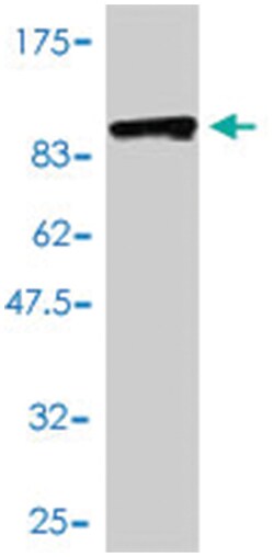 CCDC99, Mouse, Polyclonal Antibody, Abnova 50&mu;L; Unlabeled:Antibodies,