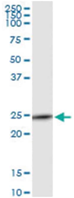 C9orf95, Human, IP-WB Antibody Pair (PW1), Abnova™