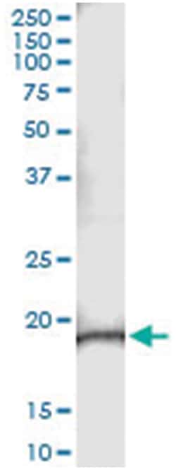 C9orf95, Human, IP-WB Antibody Pair (PW2), Abnova&trade;