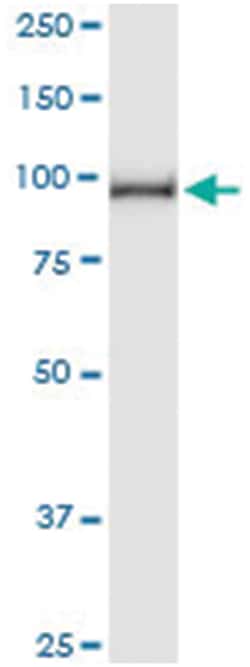 anti-AGGF1, Human, IP-WB Antibody Pair, Abnova&trade;