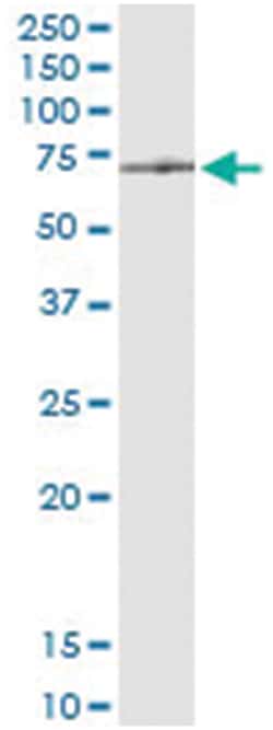anti-ATAD3A, Human, IP-WB Antibody Pair, Abnova&trade;