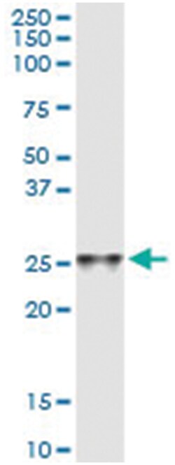 anti-C4ORF43, Human, IP-WB Antibody Pair, Abnova&trade;