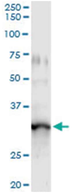 GIMAP5, Human, IP-WB Antibody Pair (PW2), Abnova&trade;