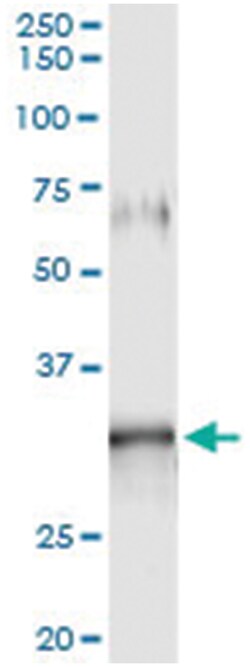GIMAP5, Human, IP-WB Antibody Pair (PW3), Abnova 1 Set:Antibodies, Monoclonal/Polyclonal