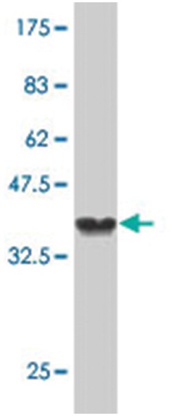 STAB2, Mouse, Polyclonal Antibody, Abnova 50&mu;L; Unlabeled:Antibodies,