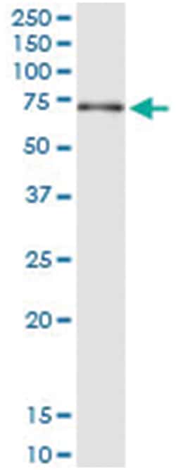 anti-NPLOC4, Human, IP-WB Antibody Pair, Abnova&trade;