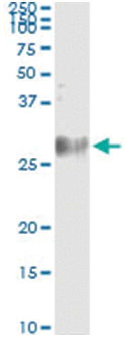 MREG, Human, IP-WB Antibody Pair (PW2), Abnova&trade;