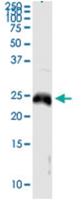MREG, Human, IP-WB Antibody Pair (PW3), Abnova™