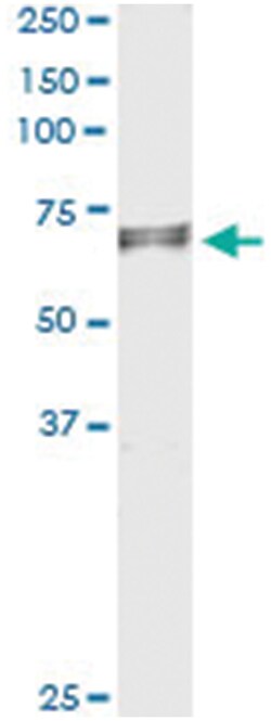 anti-EDEM2, Human, IP-WB Antibody Pair, Abnova 1 Set:Antibodies, Monoclonal/Polyclonal