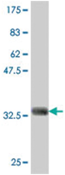 NUP133, Mouse, Polyclonal Antibody, Abnova 50&mu;L; Unlabeled:Antibodies,